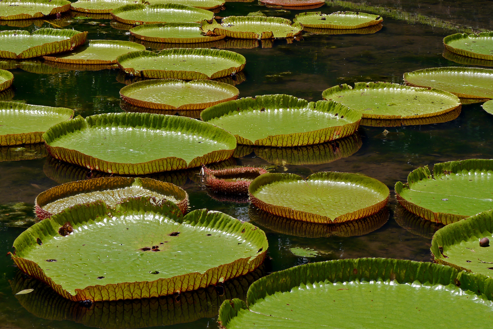 schwimmende Blätter 