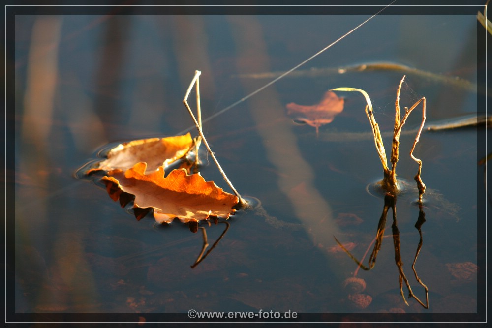 Schwimmende Blätter I