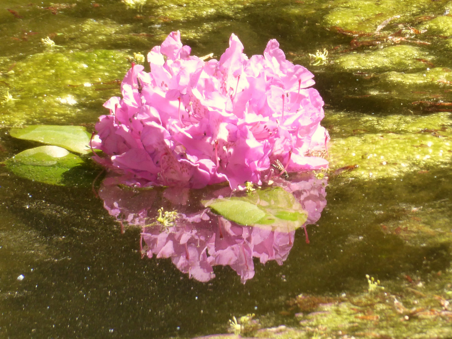 schwimmende Blüte