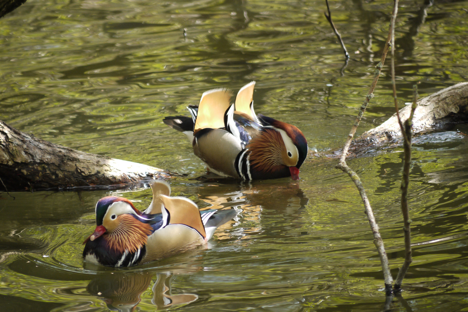 schwimmende Diamanten