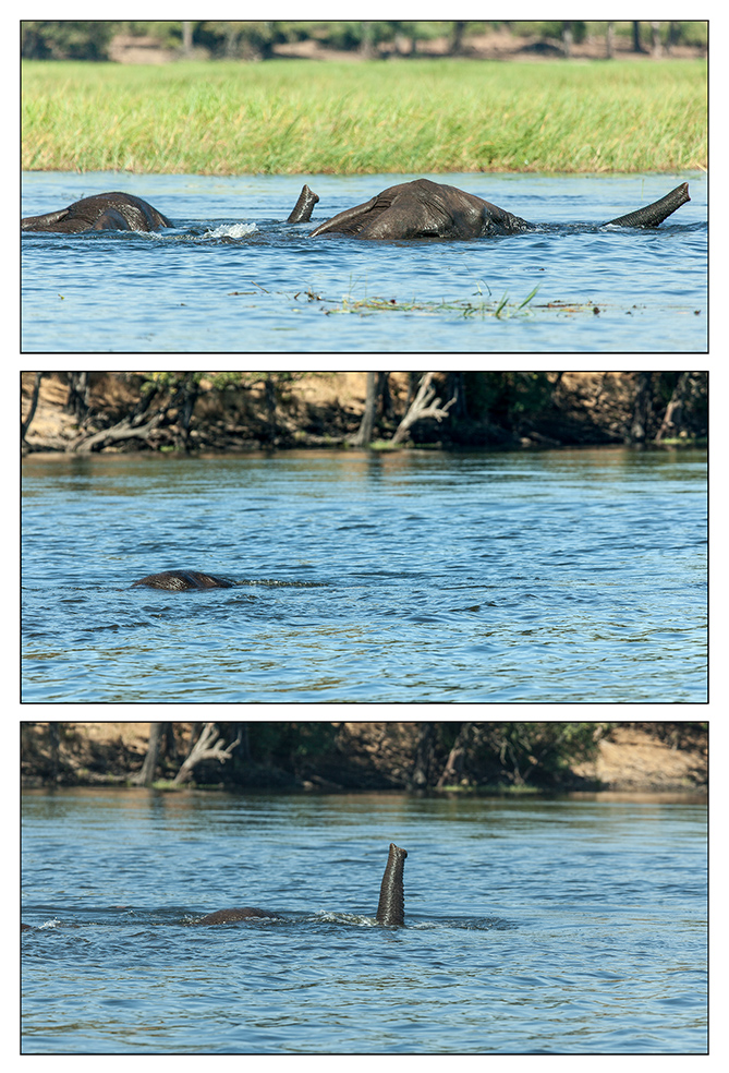 Schwimmende Elefanten im Chobe River
