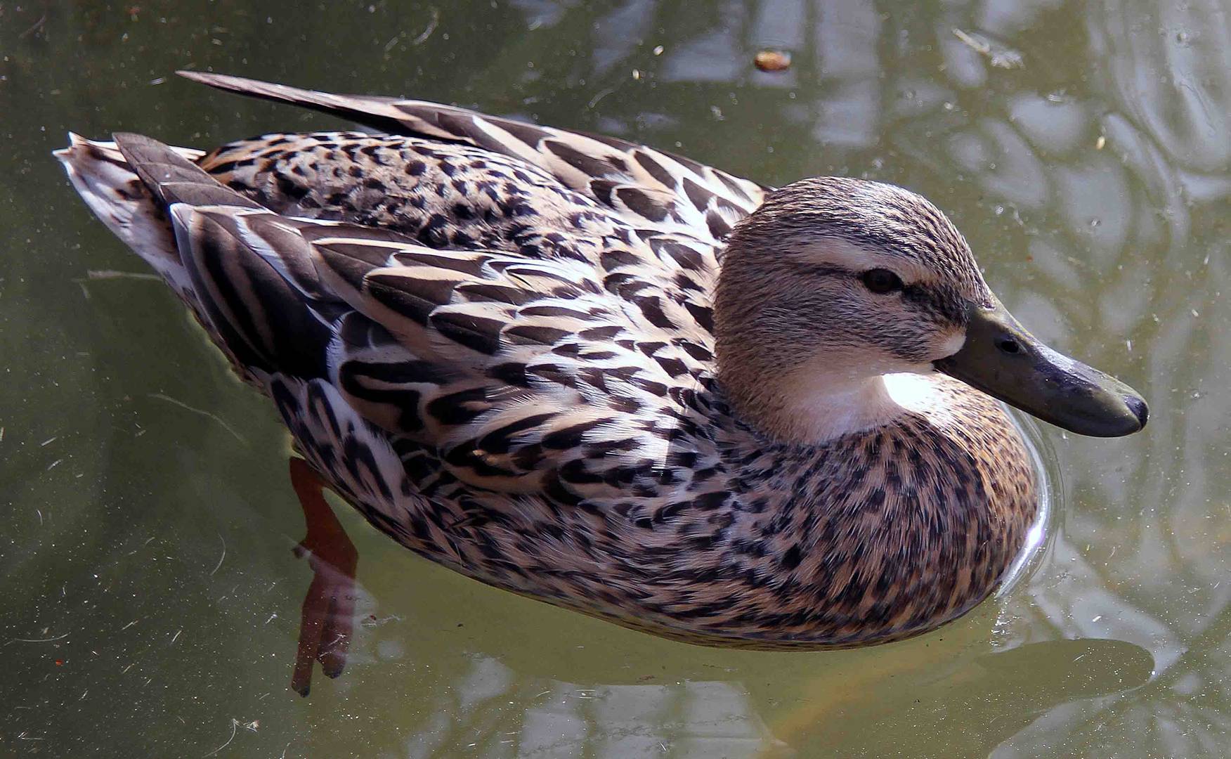 Schwimmende Ente im Teich