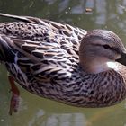 Schwimmende Ente im Teich