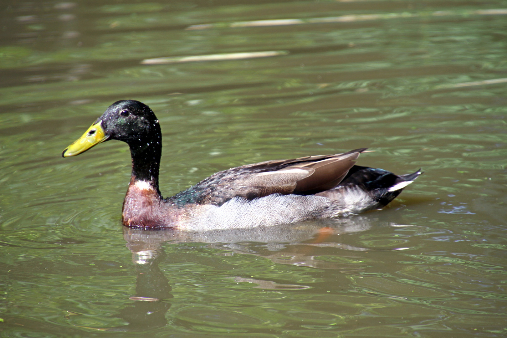 Schwimmende Ente im Teich im Wildpark Bad Mergentheim Foto & Bild