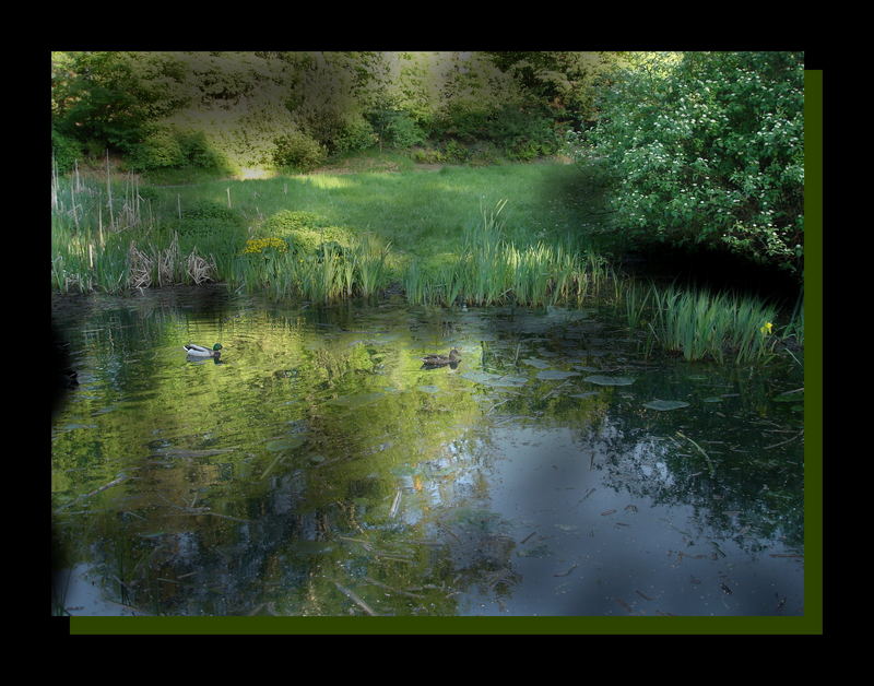 schwimmende enten