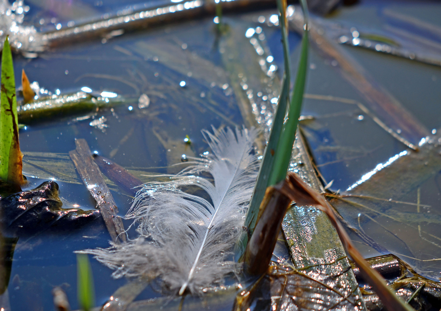 schwimmende Feder