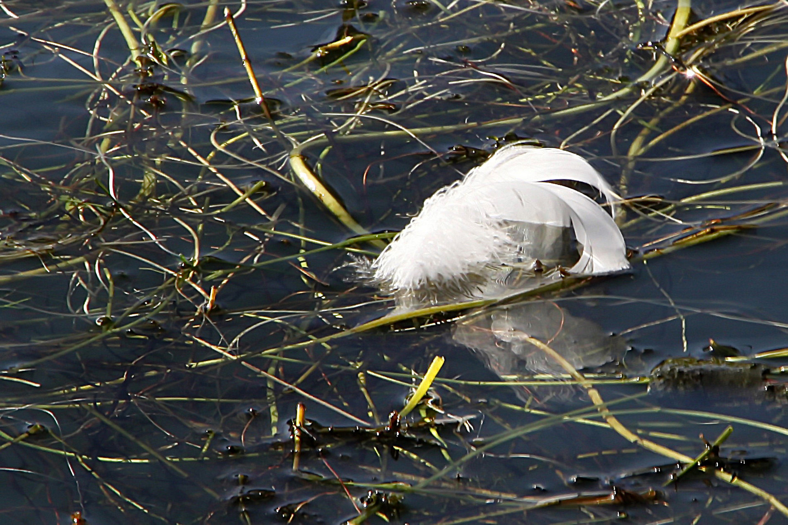 schwimmende Feder