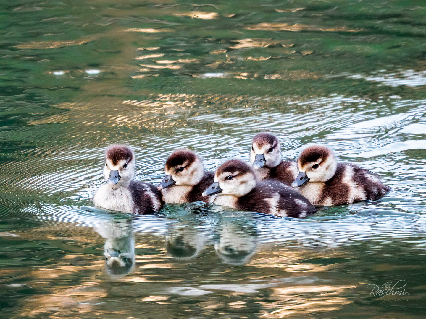 SCHWIMMENDE FLAUSCHEBÄLLCHEN AUF DER TAUBER