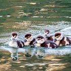 SCHWIMMENDE FLAUSCHEBÄLLCHEN AUF DER TAUBER