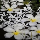 schwimmende Frangipani