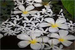 schwimmende Frangipani