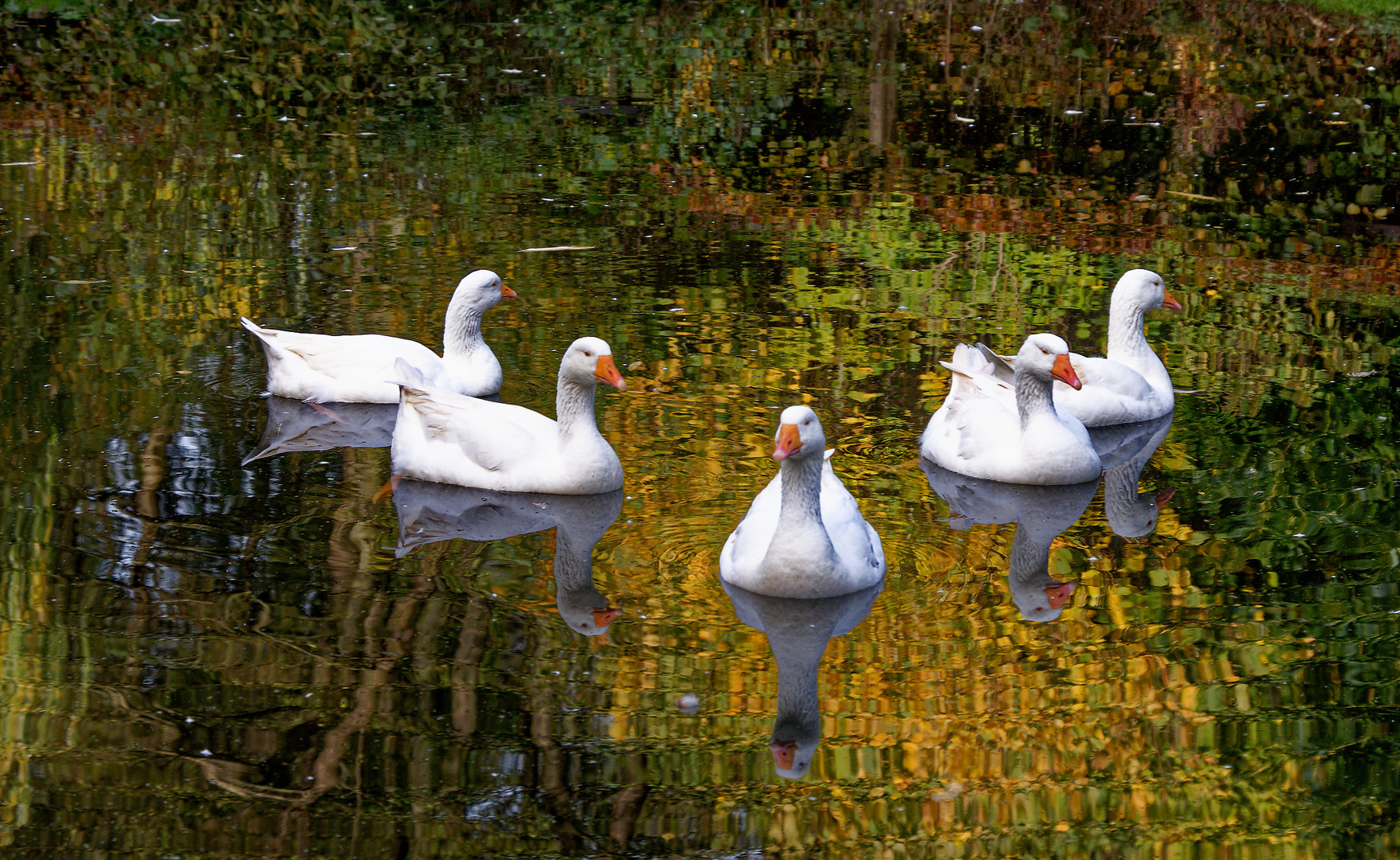 Schwimmende Gänseformation in herbstlicher Landschaft