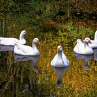 Schwimmende Gänseformation in herbstlicher Landschaft