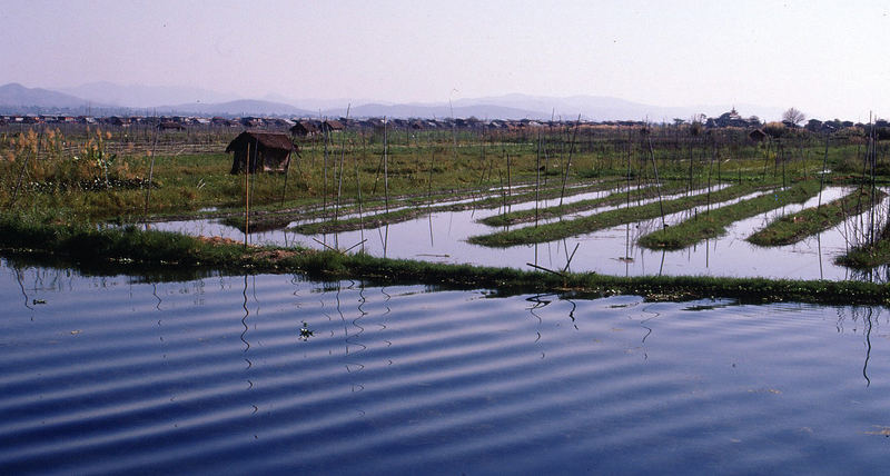 Schwimmende Gärten, Inle Lake; Burma