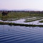 Schwimmende Gärten, Inle Lake; Burma