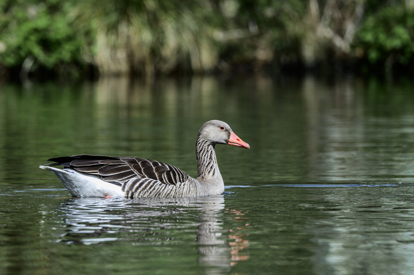 schwimmende Graugans