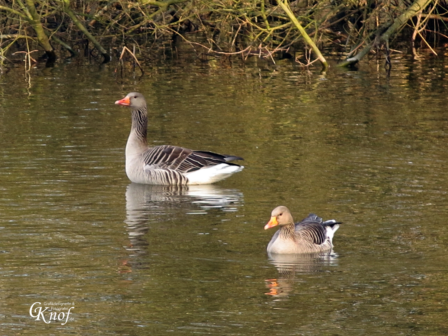 schwimmende Grauganse