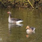 schwimmende Grauganse