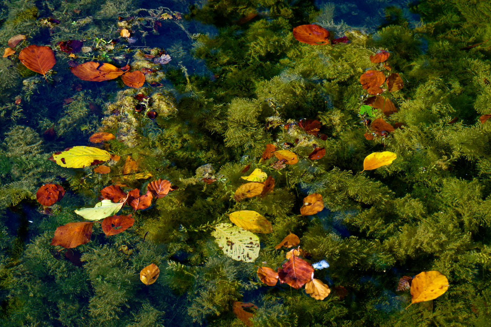 Schwimmende Herbstblätter