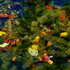 Schwimmende Herbstblätter