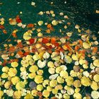 Schwimmende Herbstblätter