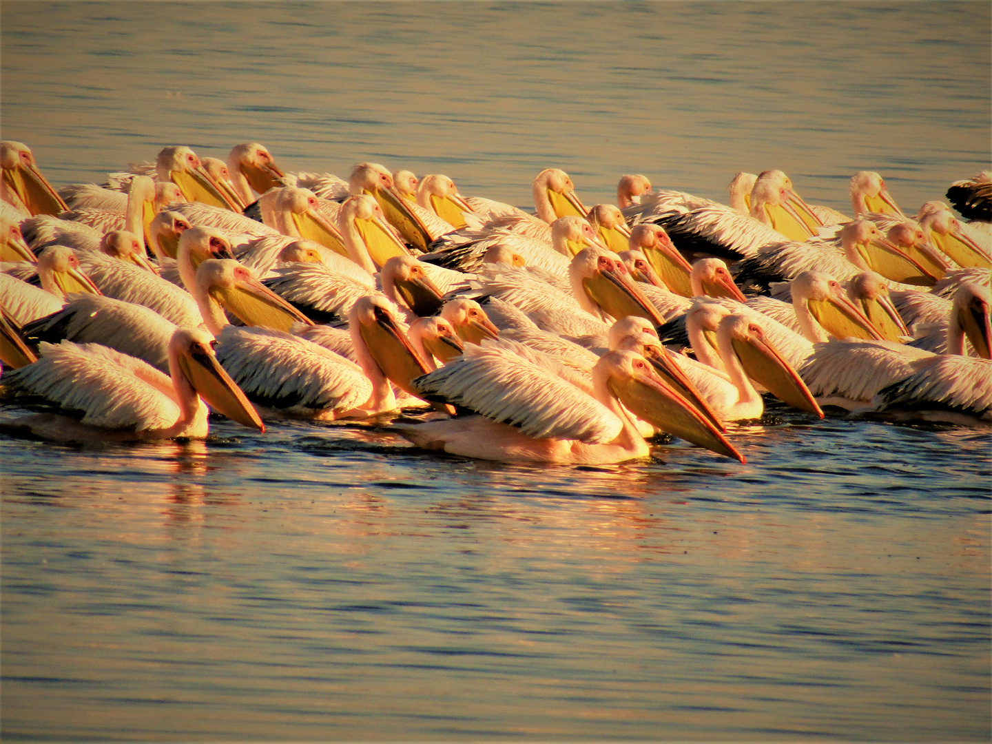 Schwimmende Insel