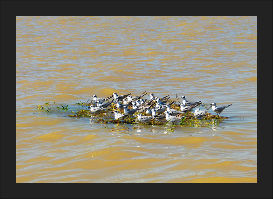 Schwimmende Insel