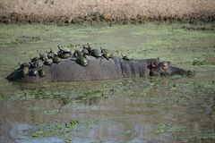 Schwimmende Insel