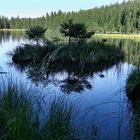 Schwimmende Insel im Kleinen Arbersee