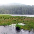 Schwimmende Inseln im Arbersee, Bayrischer Wald bei Regen :)