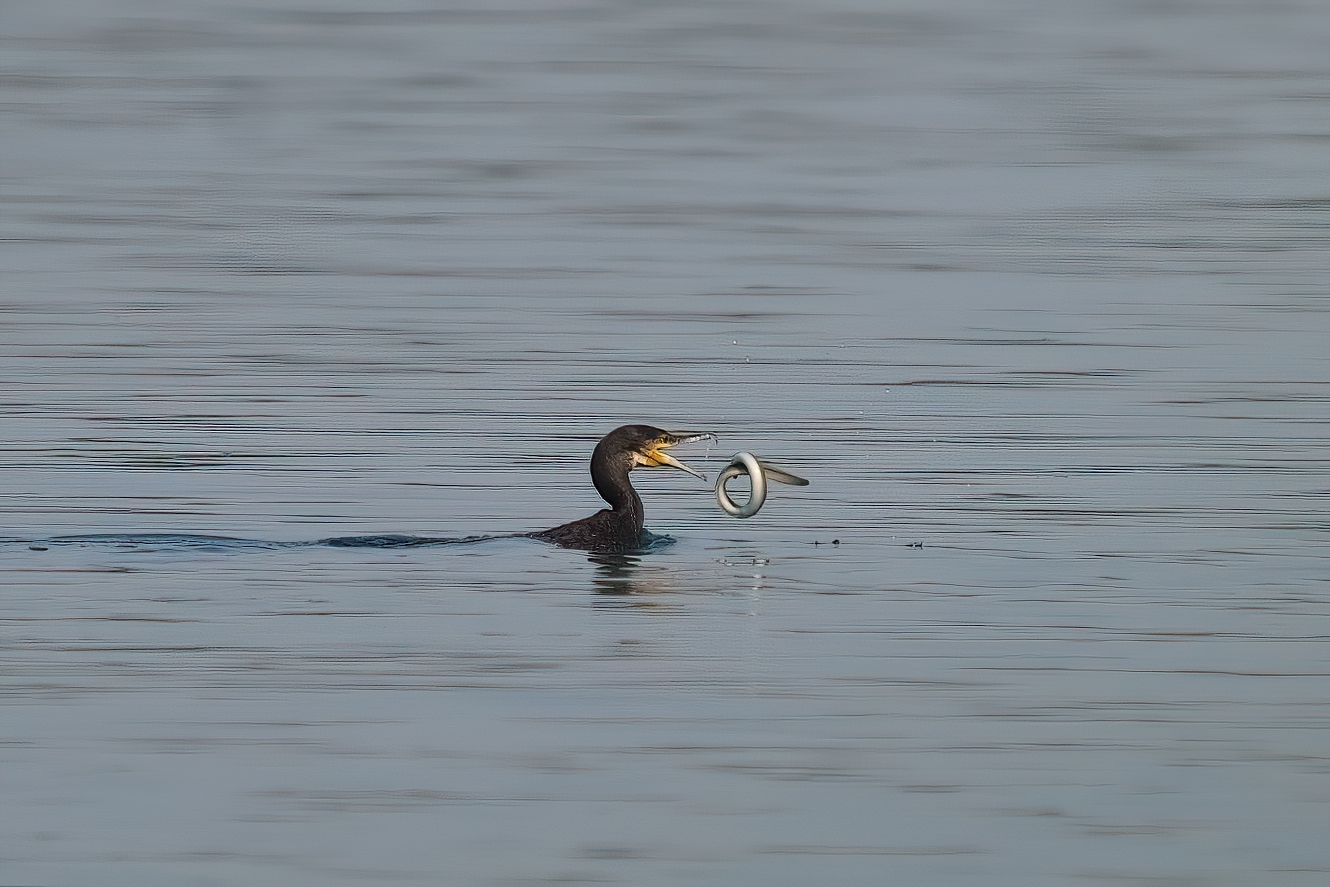 Schwimmende Kormoran & fliegende Aal Foto & Bild | tiere, wildlife ...