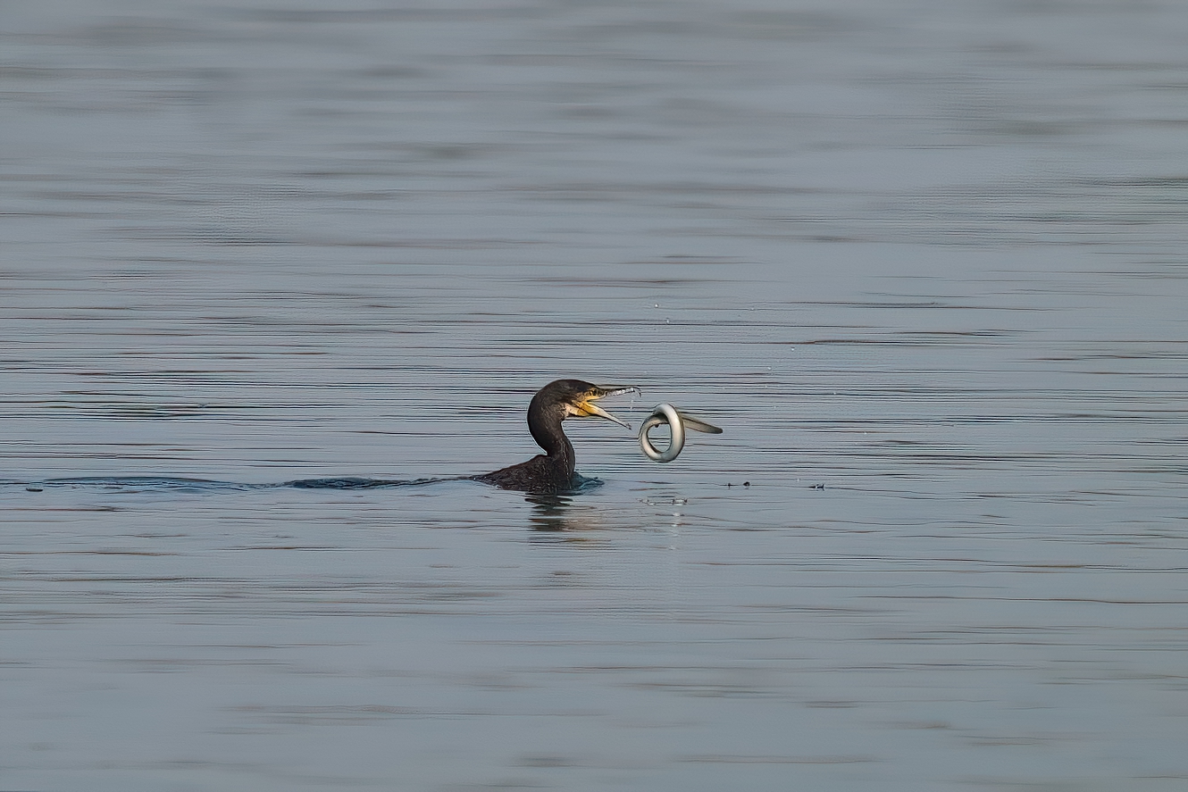 Schwimmende Kormoran & fliegende Aal