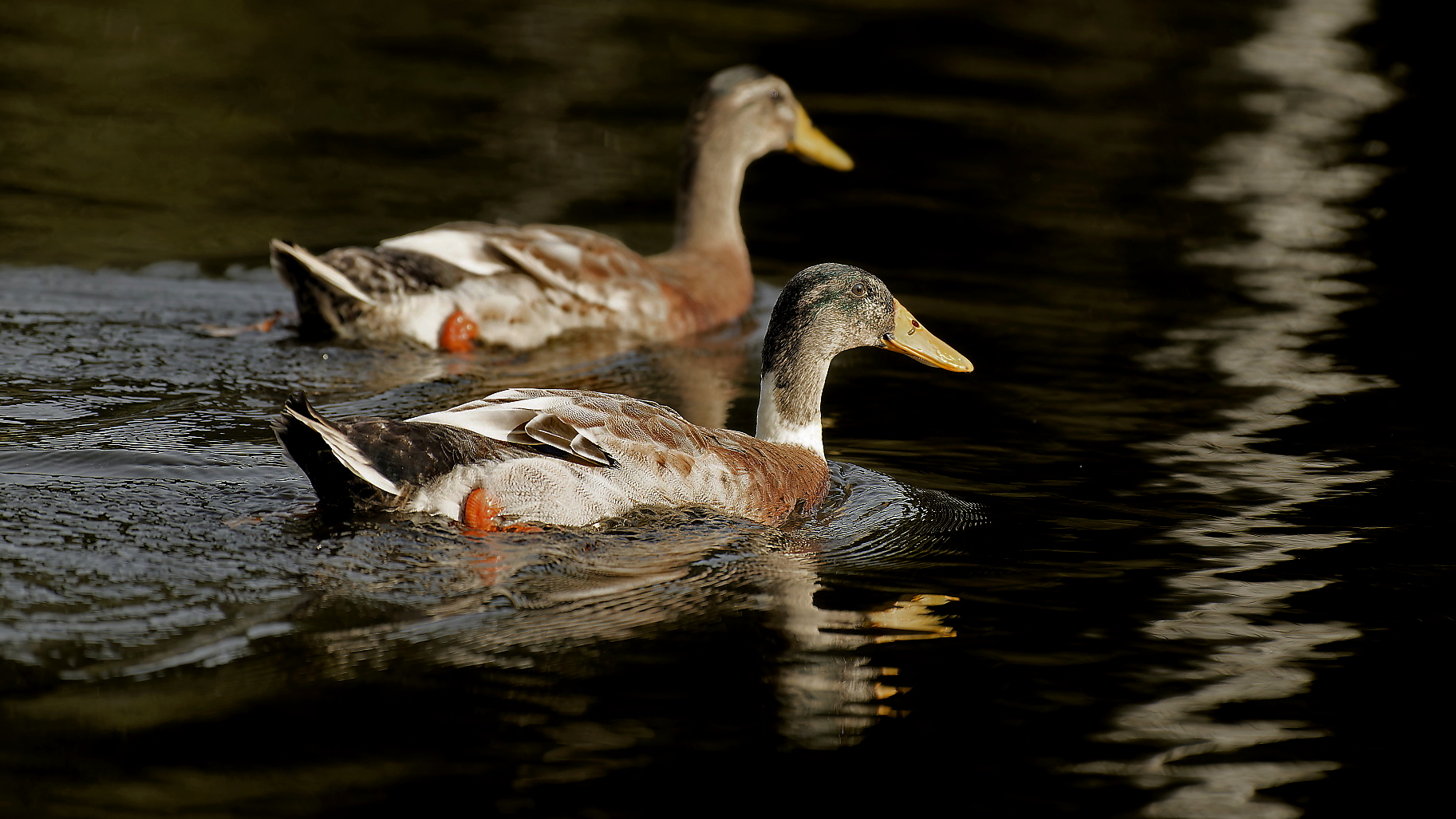 schwimmende Laufenten 