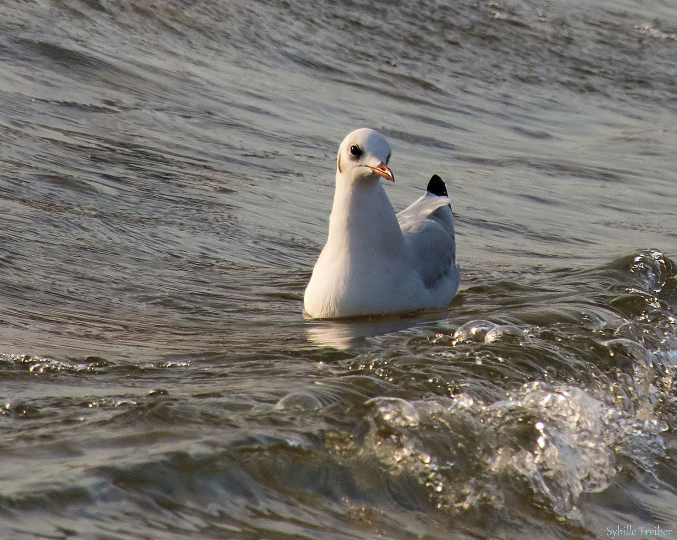 Schwimmende Möwe