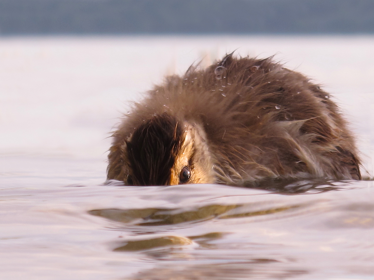 Schwimmende Neugierde