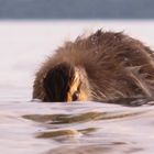 Schwimmende Neugierde