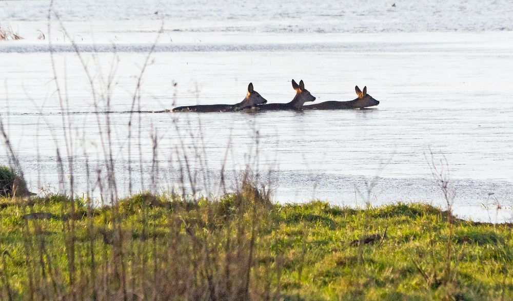 Schwimmende Rehe 1