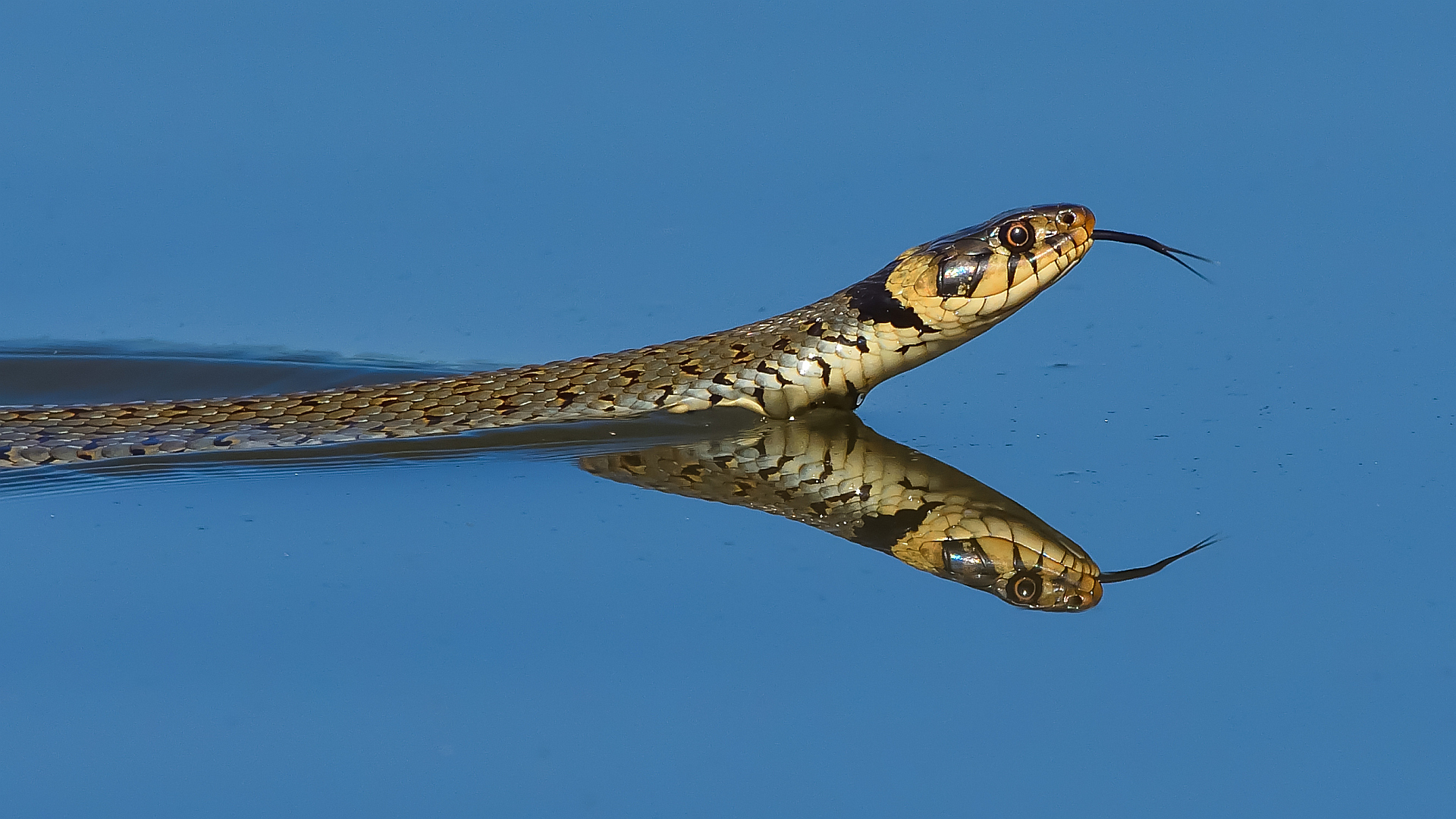 Schwimmende Ringelnatter