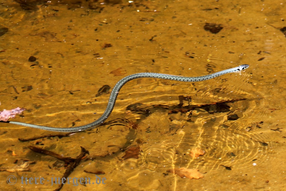 Schwimmende Ringelnatter