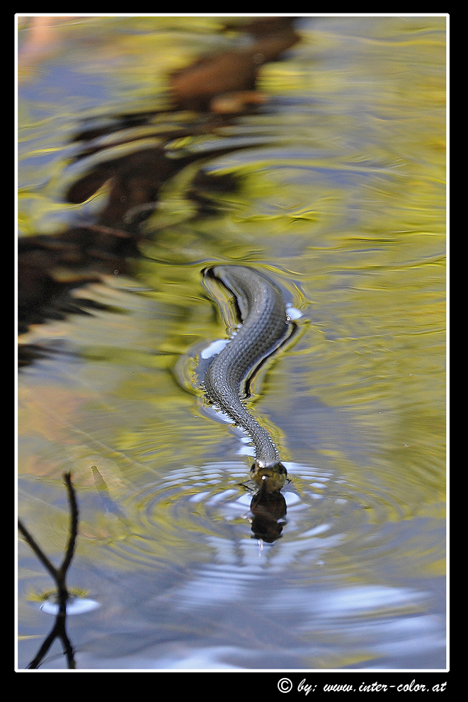 Schwimmende Ringelnatter