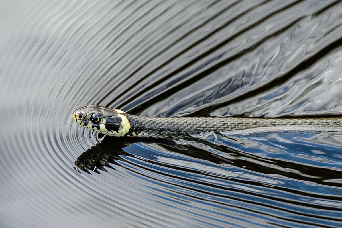 Schwimmende Ringelnatter