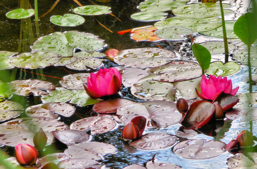 Schwimmende Rosen