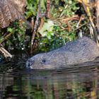 Schwimmende Schermaus?