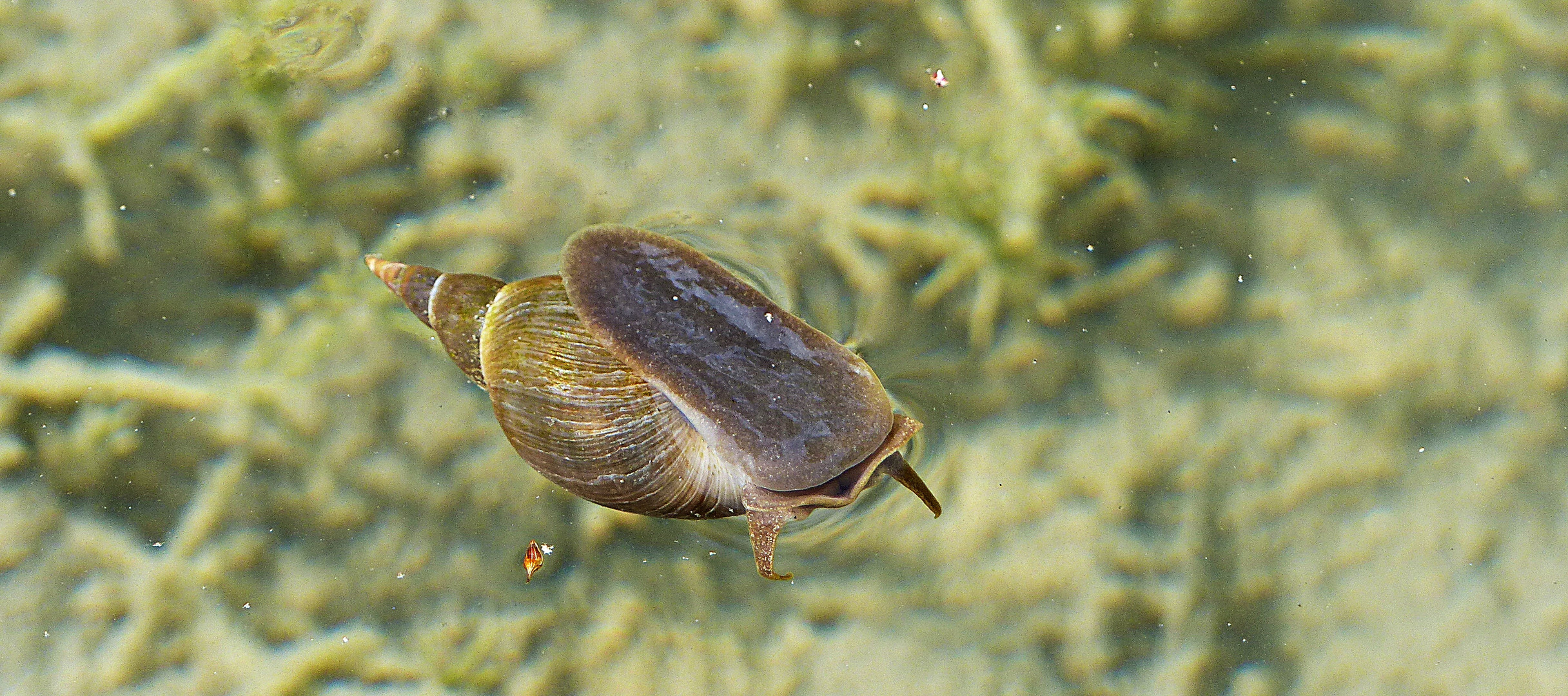 Schwimmende Schnecke im Teich