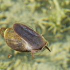 Schwimmende Schnecke im Teich