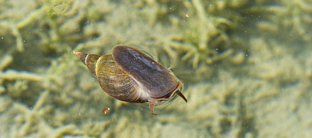Schwimmende Schnecke im Teich Foto & Bild deutschland, europe, bayern