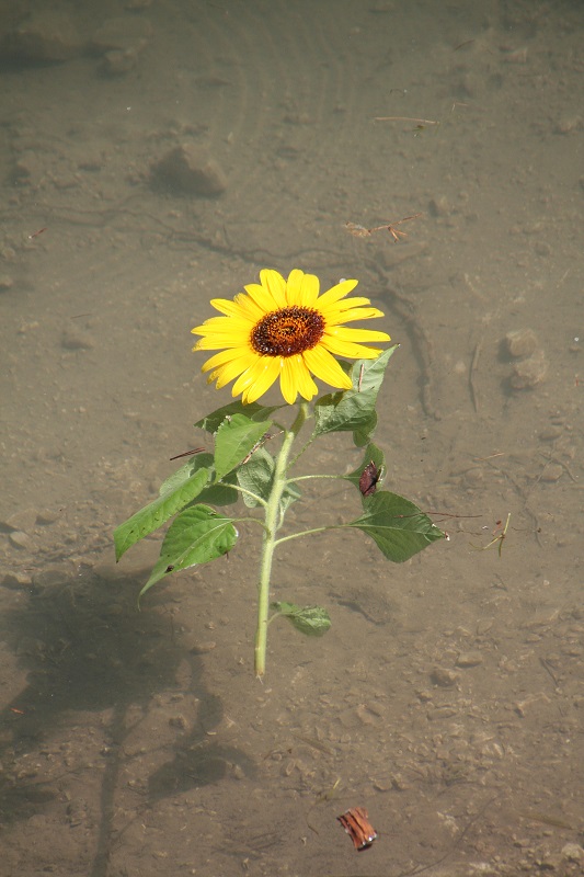 Schwimmende Sonnenblume