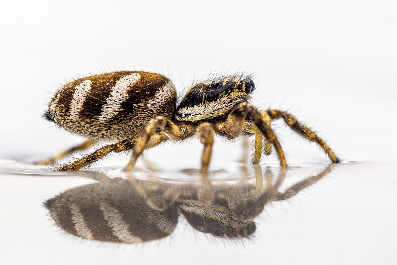 Schwimmende Springspinne ?!