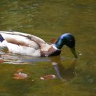 Schwimmende Stockente im Teich des Botanischen Gartens in Düsseldorf.