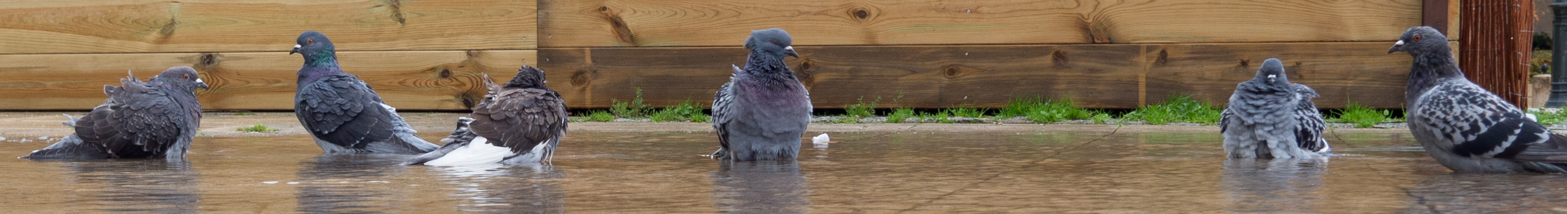 Schwimmende Tauben